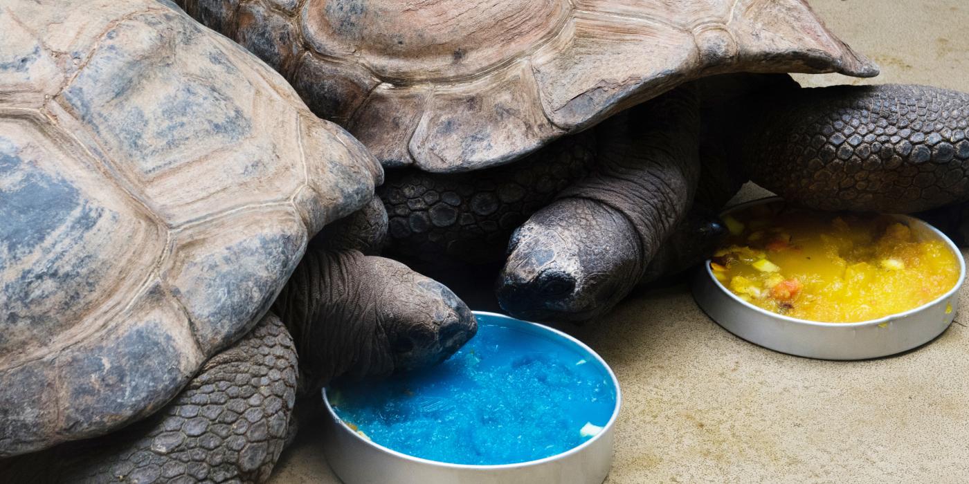 Aldabra tortoises eat rainbow-themed treats.