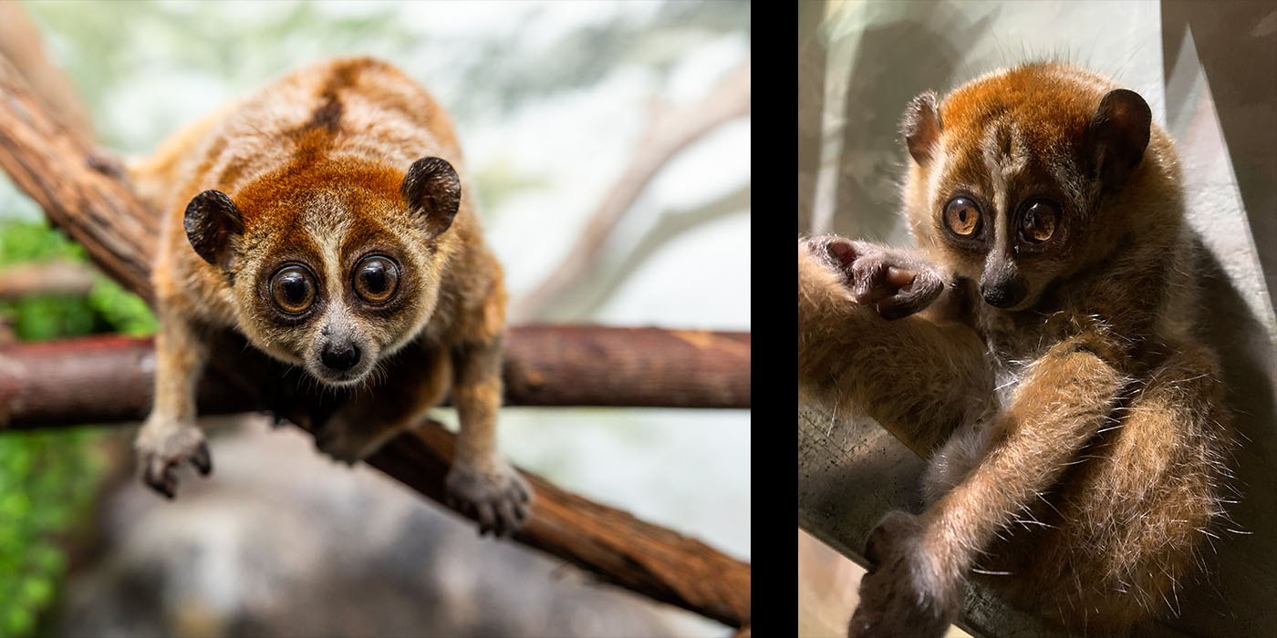 Meet pygmy slow lorises Pabu and Naga at the Small Mammal House. Two images are put together. The image on the left is of a male pygmy slow loris leading forward off two criss-cross branches. The image on the right is a female pygmy slow loris, who appears to be sitting on a branch.