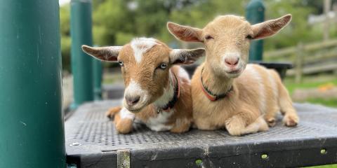 Nigerian dwarf goats Wilma (left) and Betty.