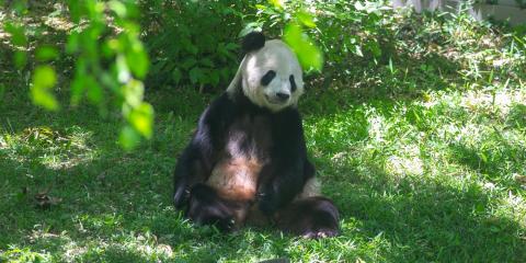 Tian Tian relaxes in the shade at the giant panda habitat.