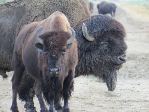 A male bison stands close behind a female, guarding her from potential competitors during rut.
