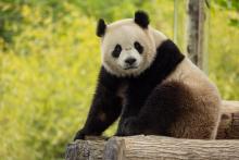 Giant panda Bao Li Two-year-old male giant panda Bao Li in his habitat at Shenshuping Base in Wolong, China, May 16.