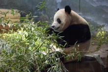 Giant panda Bao Li eats bamboo in his indoor habitat. Roshan Patel/NZCBI Giant panda Bao Li eats bamboo in his indoor habitat at the Smithsonian's National Zoo.