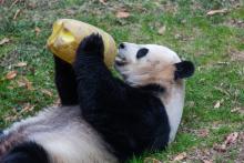 Every day, the Zoo’s giant pandas receive a variety of enrichment items and activities, which help them keep physically active and mentally sharp. They also encourage the bears to use their natural behaviors. Enrichment can be anything from sensory experiences (spices for scent-anointing or bubbles for popping) to physical objects and toys (puzzle feeders), to social interactions (painting with keepers) and environmental stimuli (exploring a different habitat). A giant panda lays on its back in the grass and holds an enrichment feeder up to its mouth