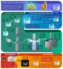 Credit: Andy Grams Infographic detailing isochoric vitrification process for corals.