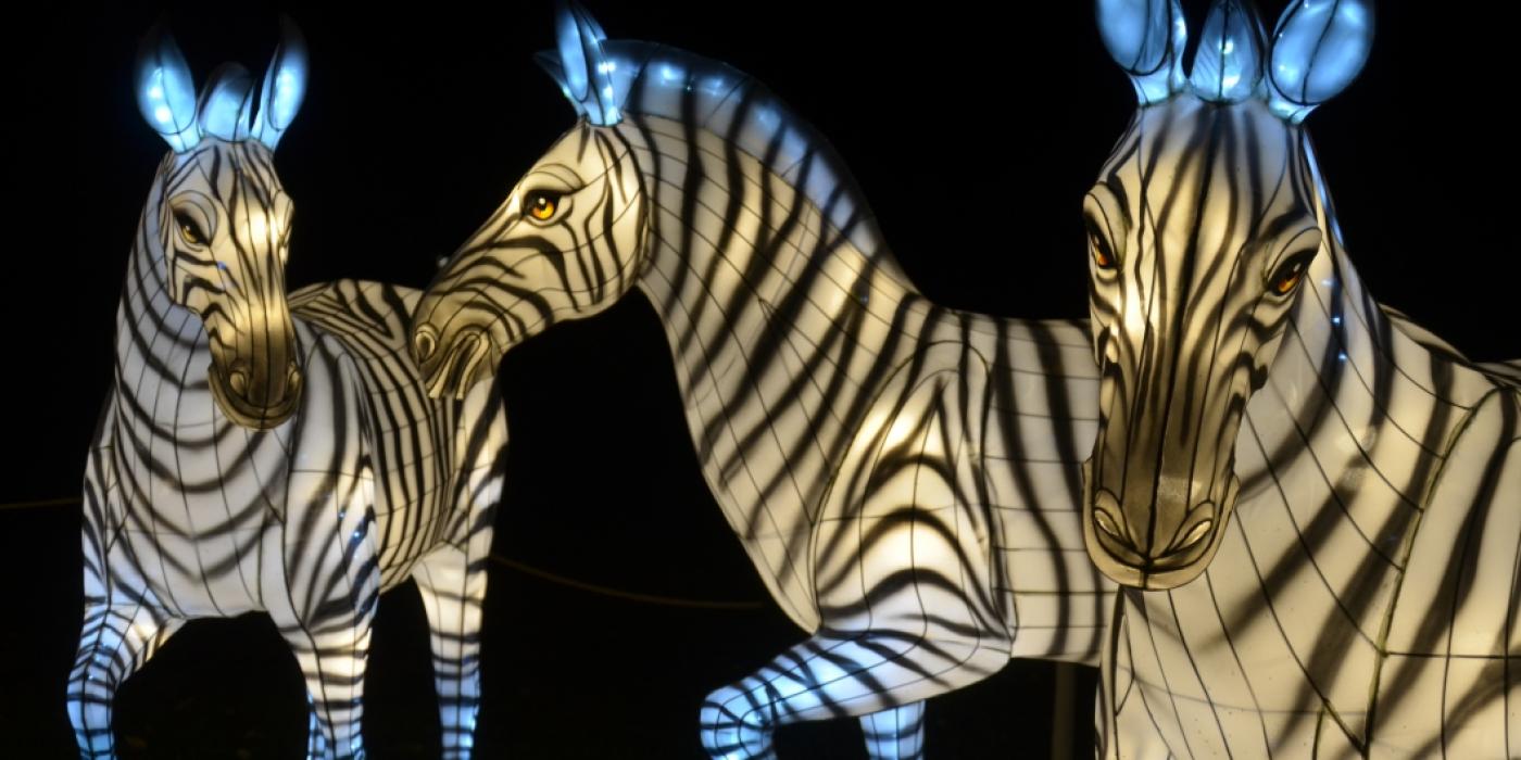 Twenty-five life-like and light-filled animal lanterns of 11 species, including zebras, will illuminate the Smithsonian’s National Zoo’s main path, Olmsted Walk. Three large zebra Chinese paper lanterns lit up at night